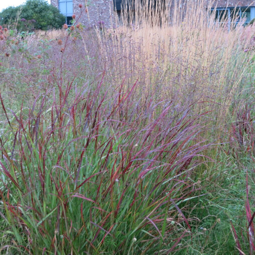 Roodpuntig vingergras - Panicum virgatum 'Squaw'